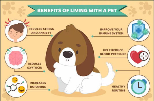 The Amazing Benefits of Having a Pet: Why Every Home Needs One!